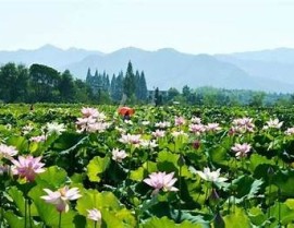 "在线观看免费高清无码影片：提供一流的视听体验"