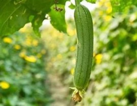 "深入了解丝瓜茎的营养价值和多种家庭使用方法"